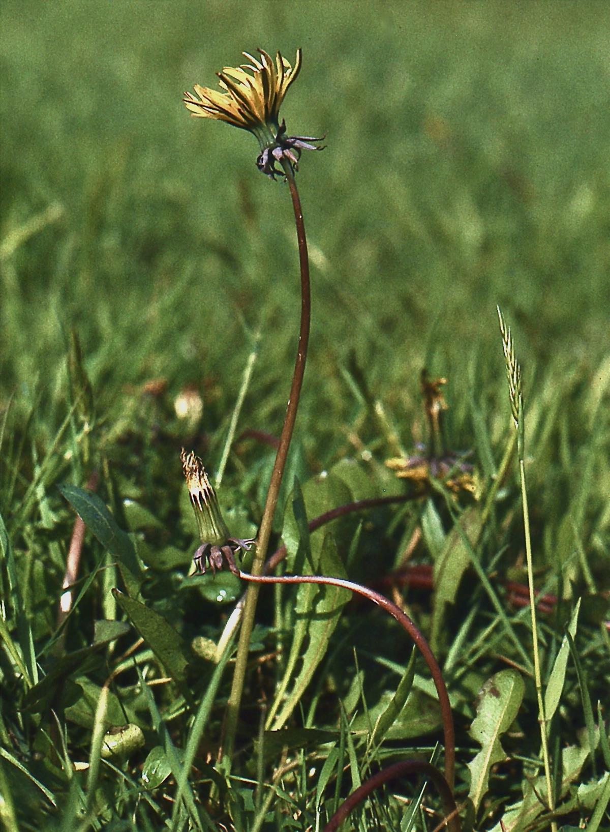 Taraxacum cyanolepis (door Jelle J. Hofstra)