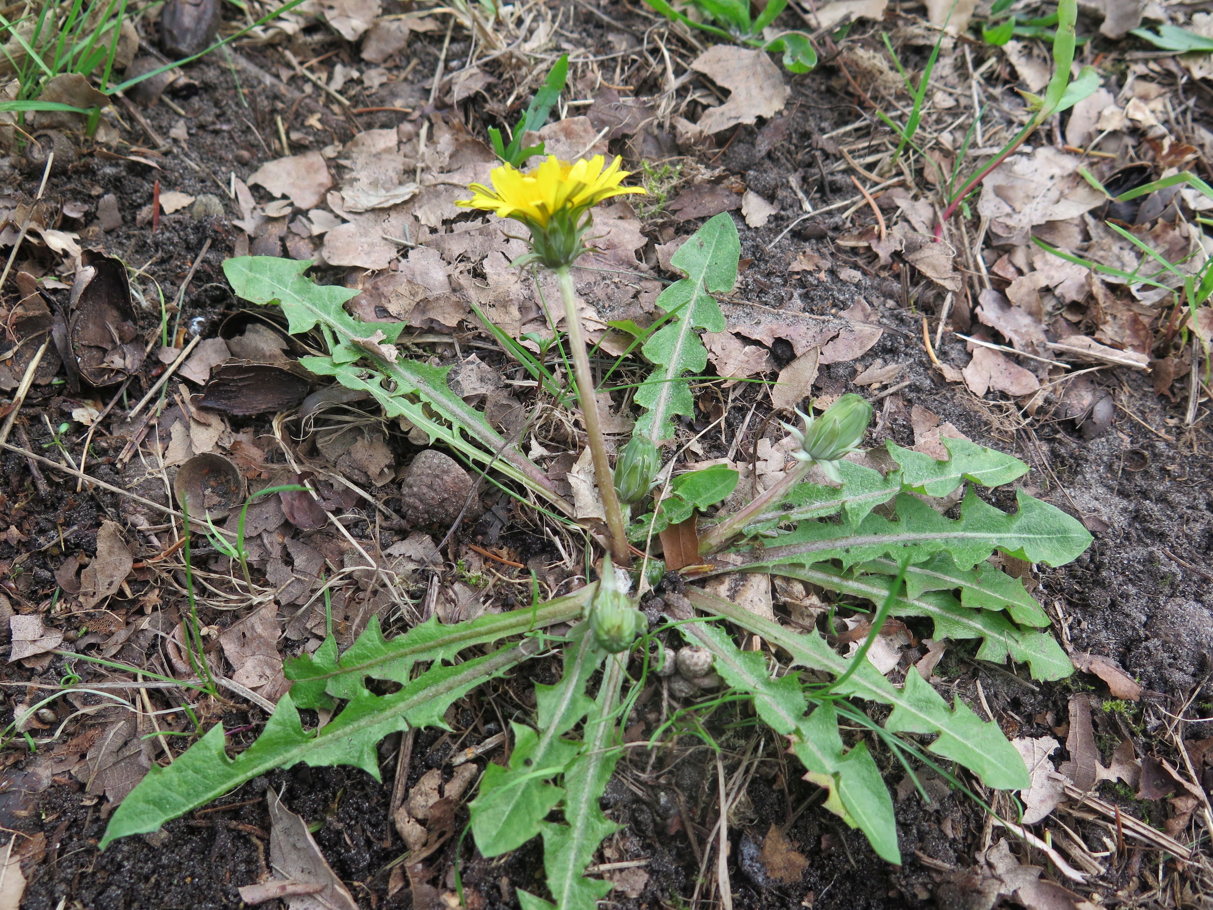 Taraxacum duplidentifrons (door Otto Zijlstra)