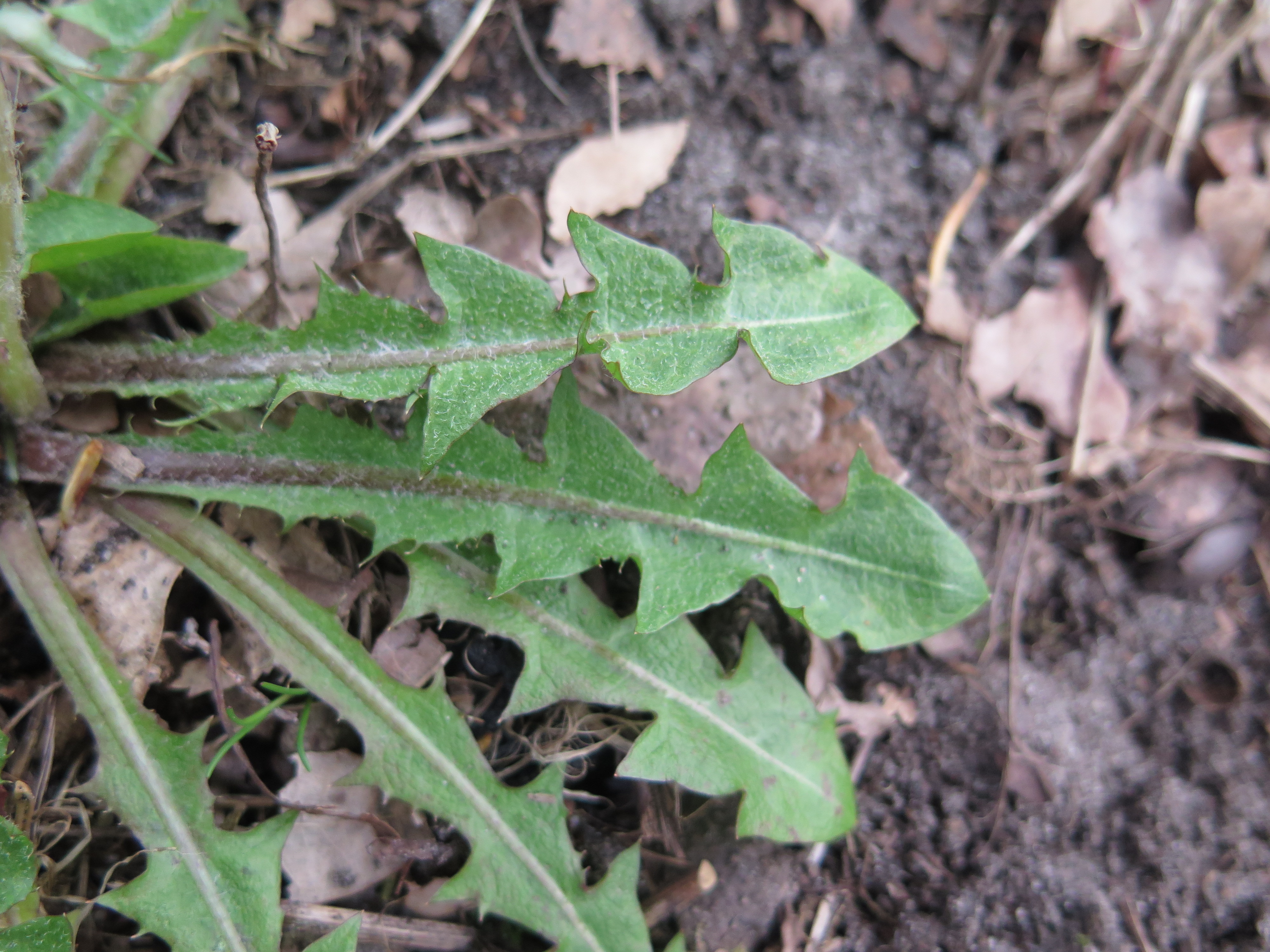 Taraxacum duplidentifrons (door Otto Zijlstra)