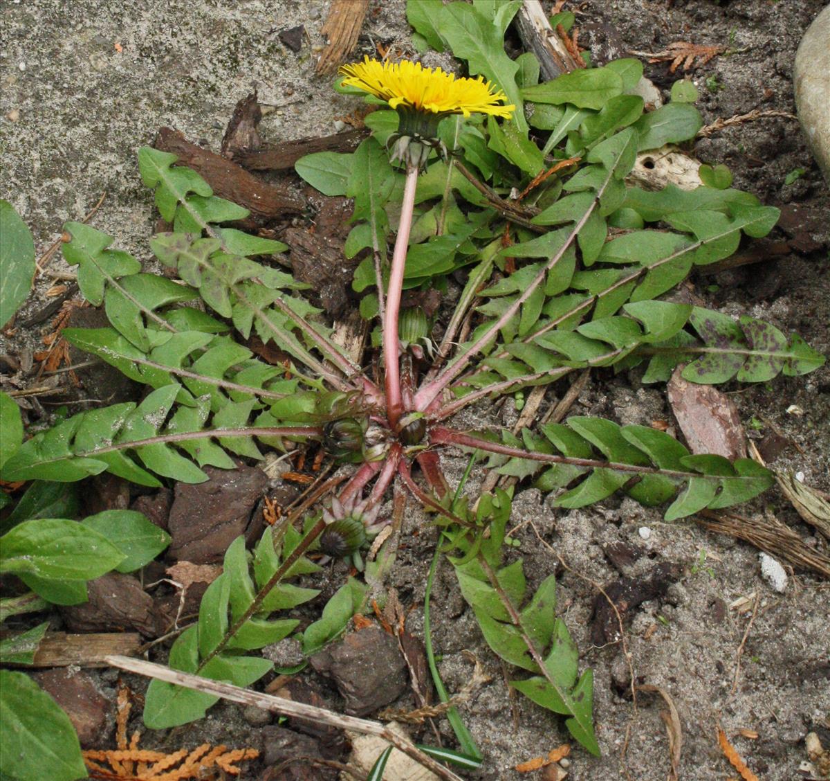 Taraxacum hamatum s.s. (door Jelle J. Hofstra)