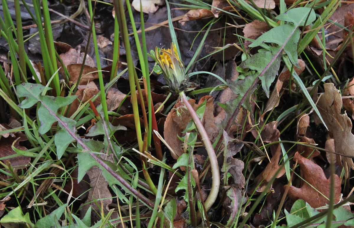 Taraxacum hamiferum (door Jelle J. Hofstra)