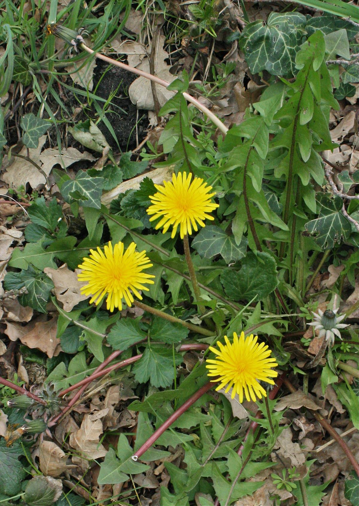 Taraxacum pseudohamatum (door Jelle J. Hofstra)