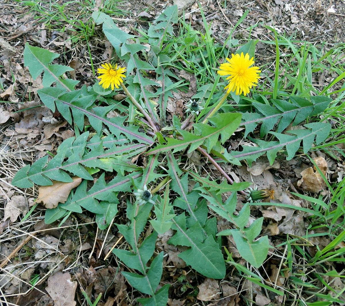 Taraxacum quadrans (door Otto Zijlstra)