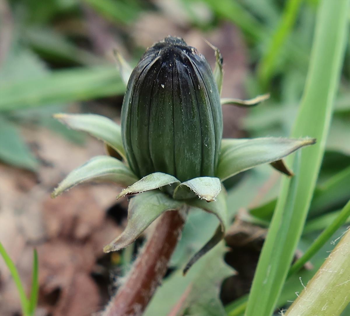 Taraxacum quadrans (door Otto Zijlstra)