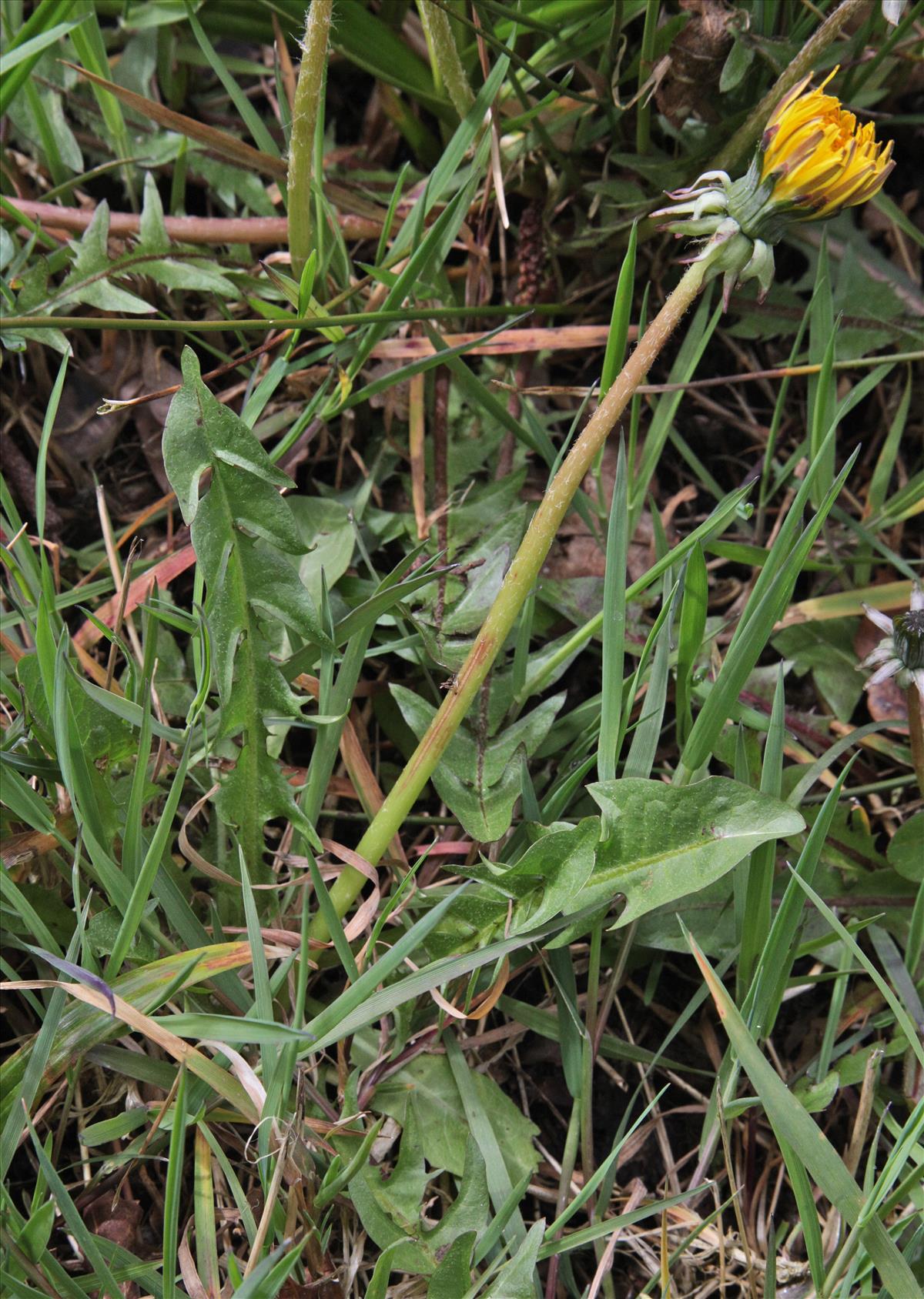 Taraxacum subditivum (door Jelle J. Hofstra)