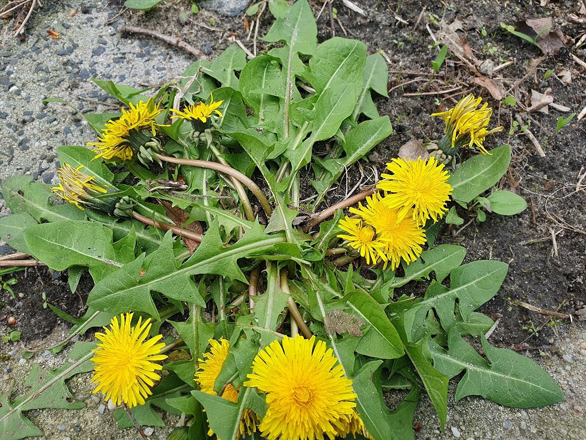 Taraxacum valens (door Otto Zijlstra)