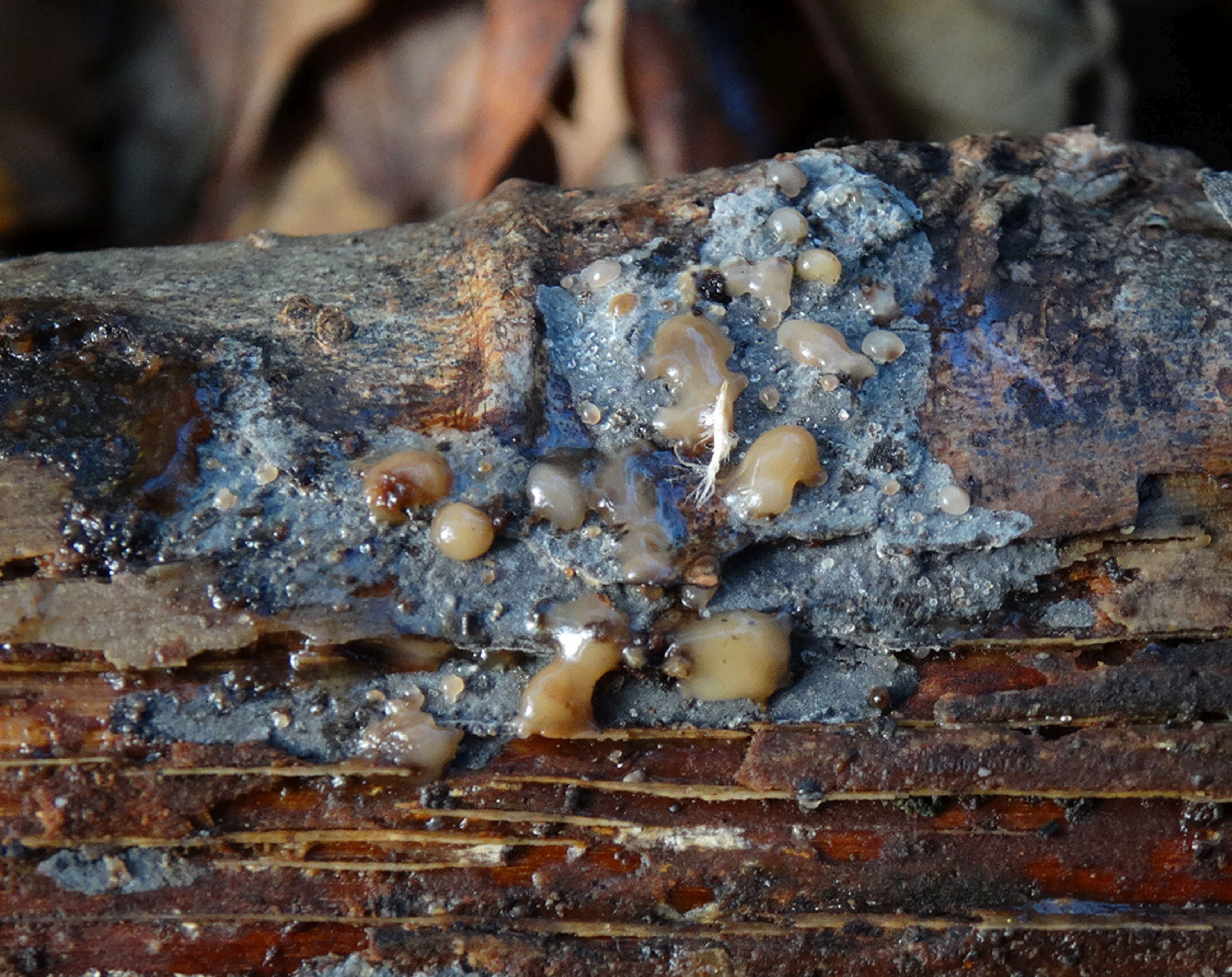 Tremella versicolor (door Ida Bruggeman)