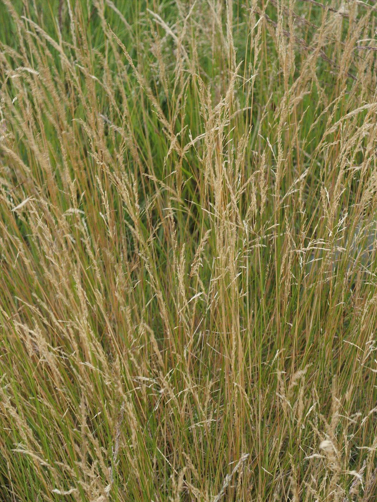 Agrostis vinealis (door Willemien Troelstra)