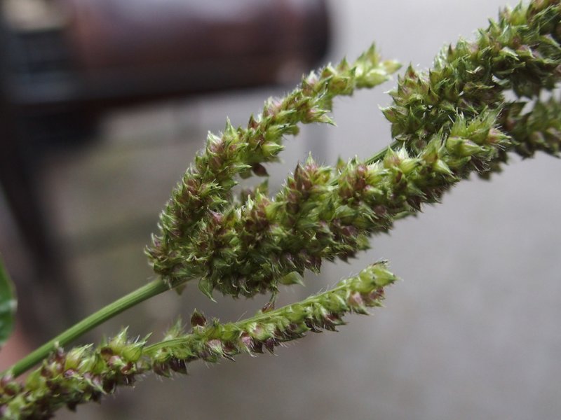 Echinochloa muricata (door Willemien Troelstra)