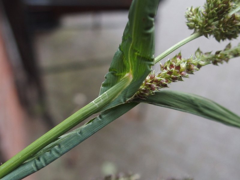 Echinochloa muricata (door Willemien Troelstra)