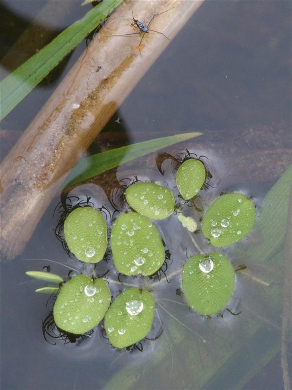 Salvinia molesta (door Willemien Troelstra)