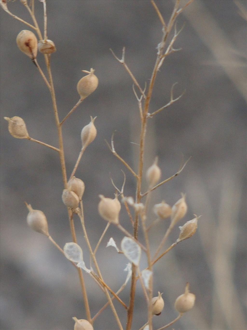 Camelina sativa subsp. sativa (door Willemien Troelstra)