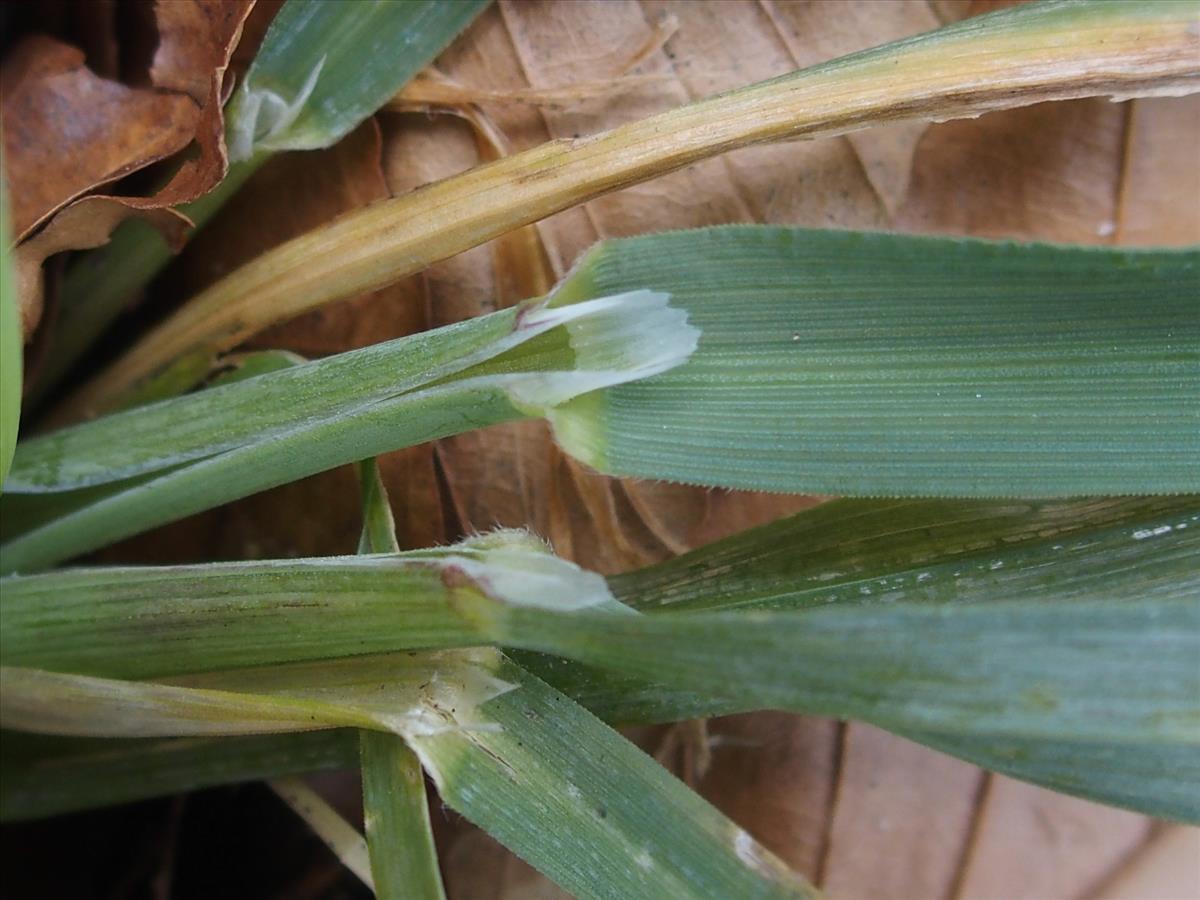 Milium effusum (door Willemien Troelstra)