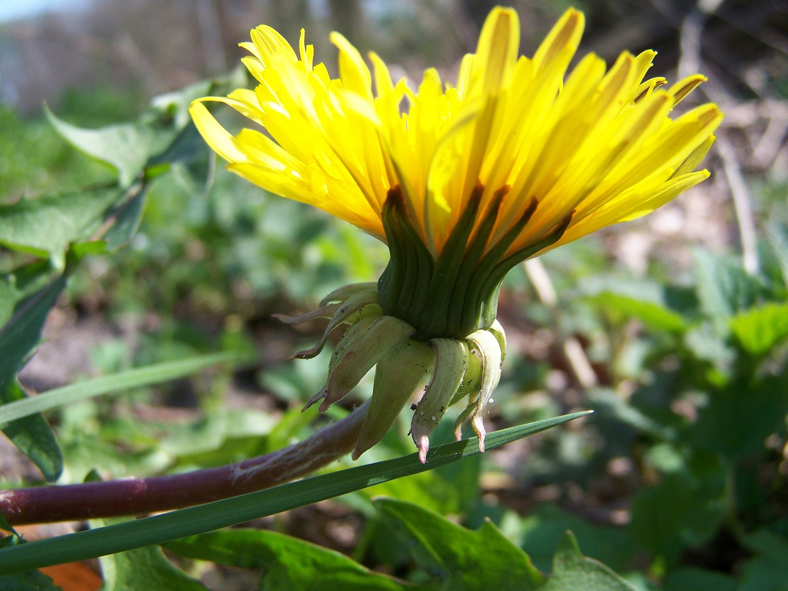 Taraxacum sellandii (door Otto Zijlstra)