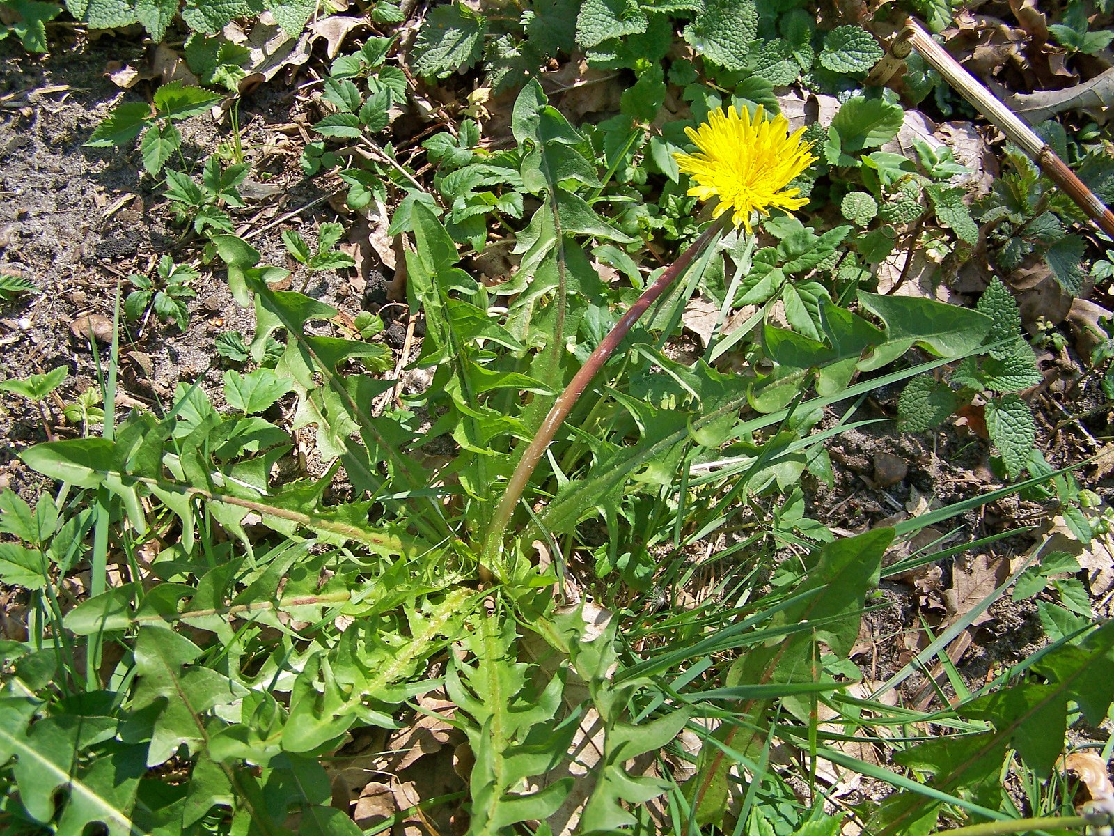 Taraxacum sellandii (door Otto Zijlstra)
