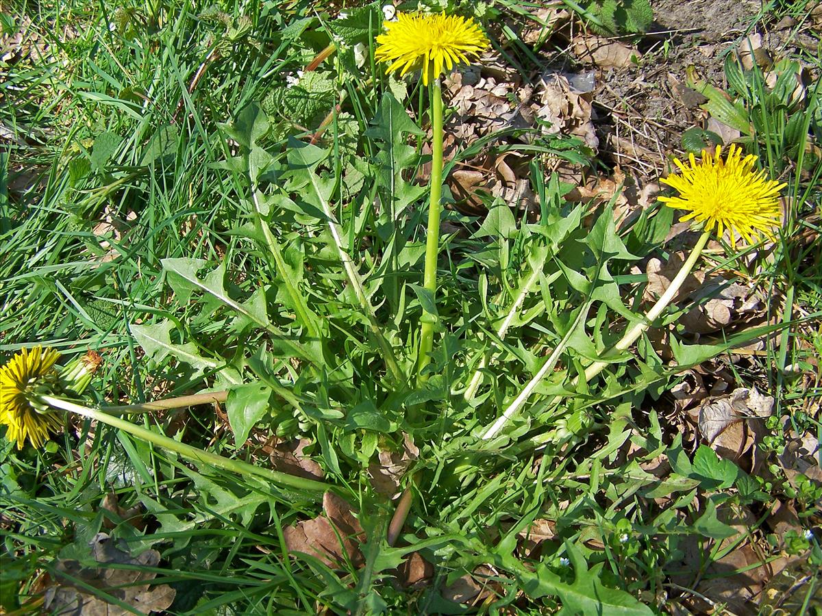Taraxacum porrigens (door Otto Zijlstra)