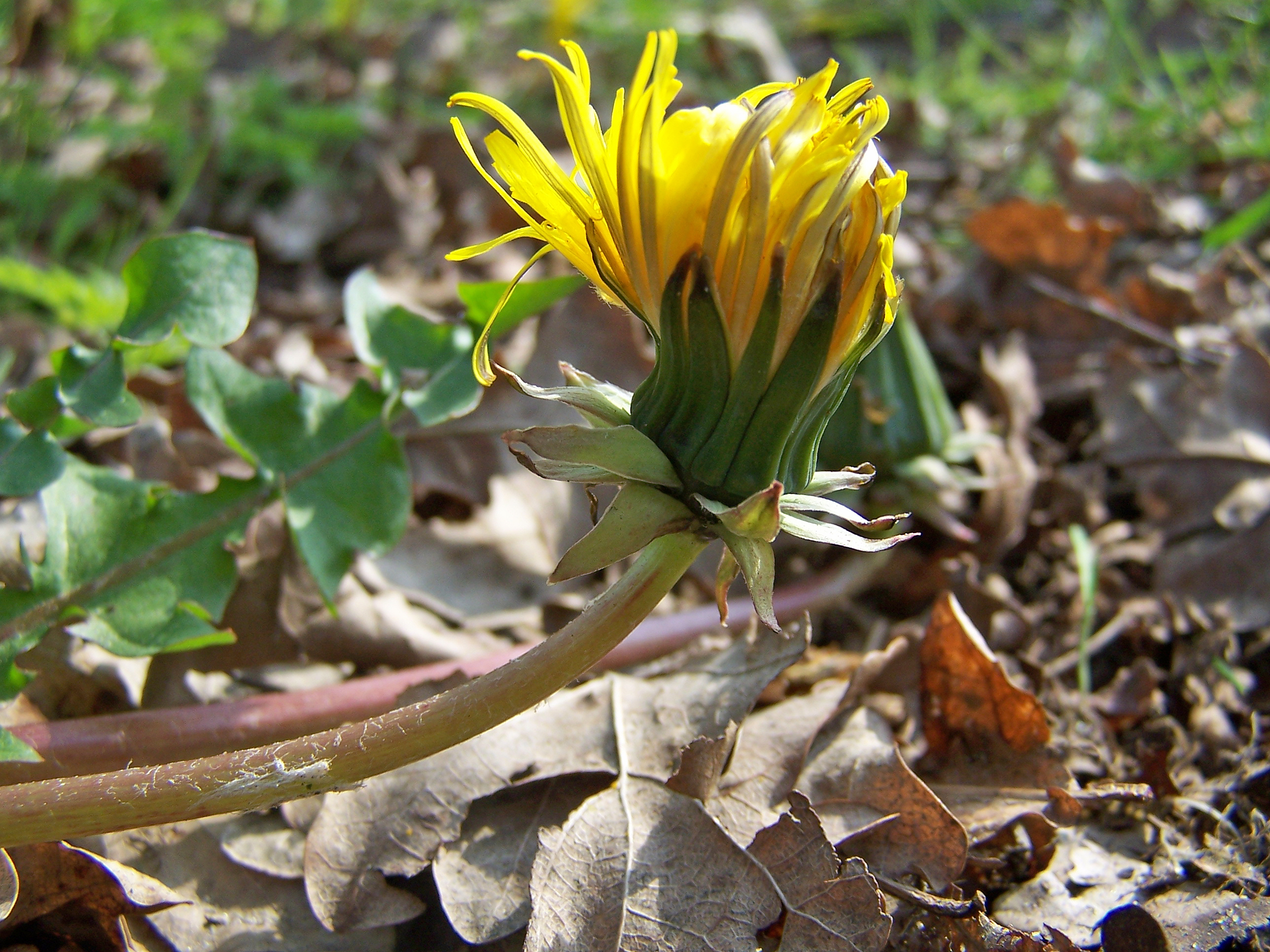 Taraxacum sinuatum (door Otto Zijlstra)