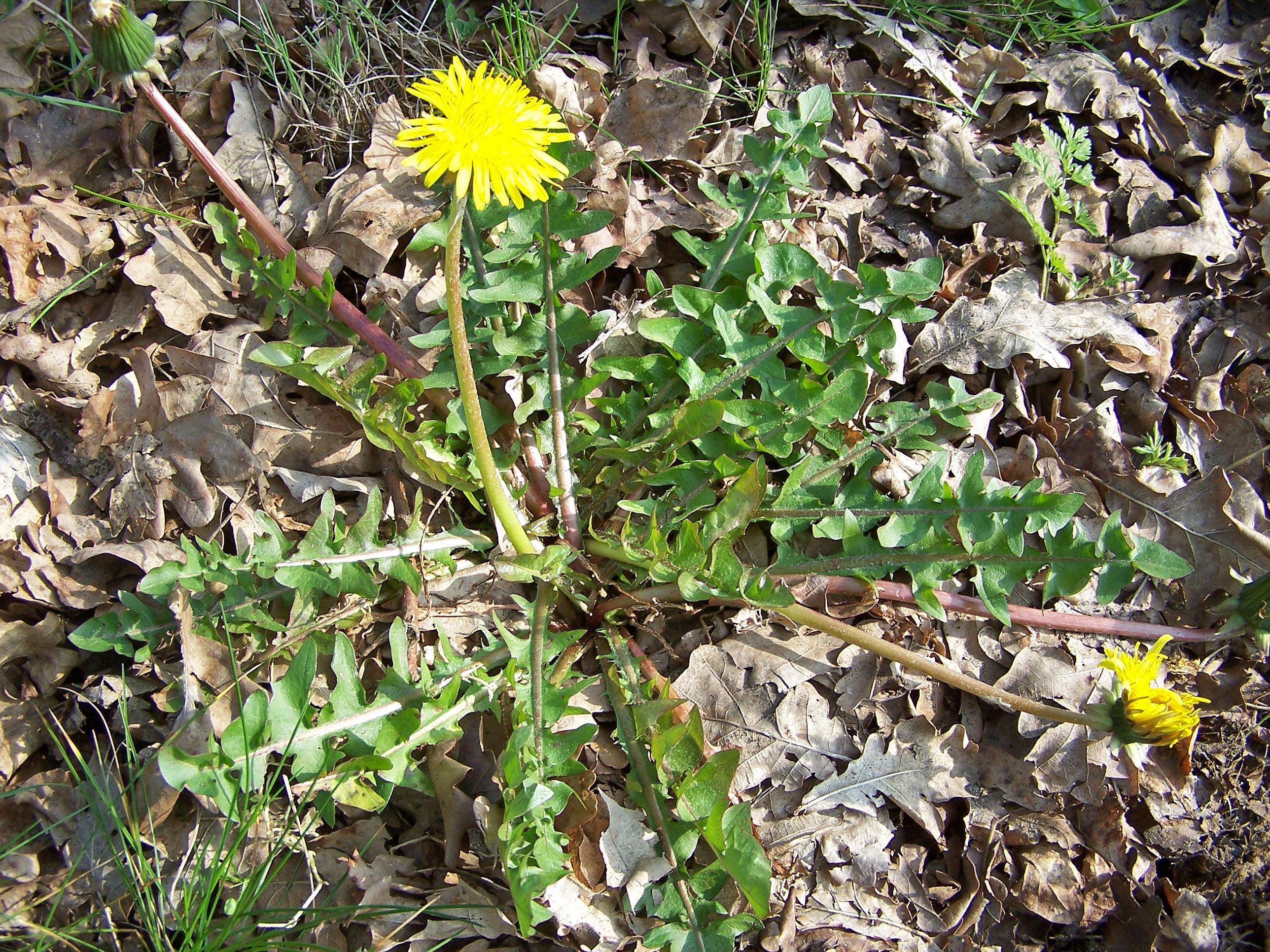 Taraxacum sinuatum (door Otto Zijlstra)