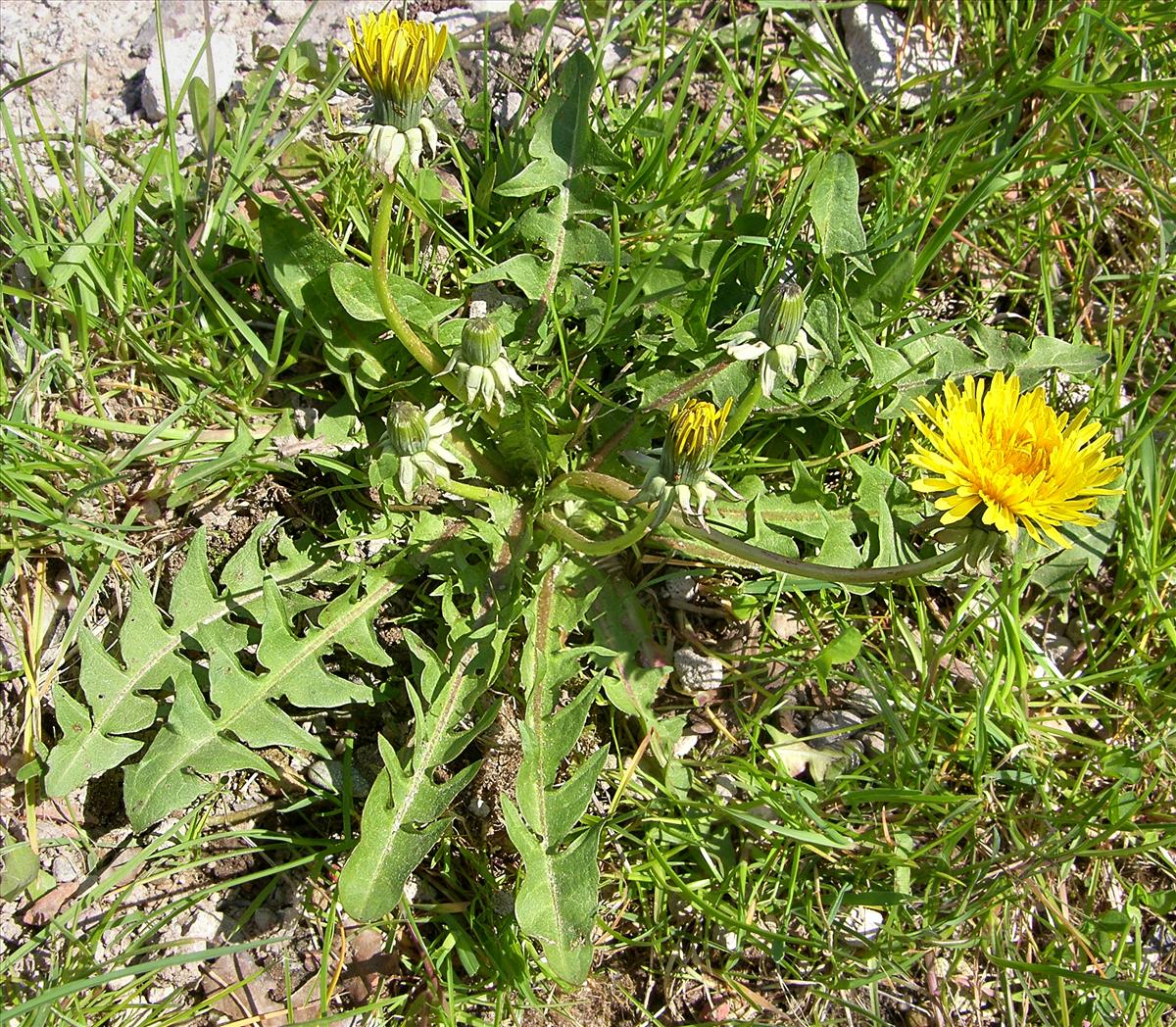 Taraxacum inarmatum (door Otto Zijlstra)
