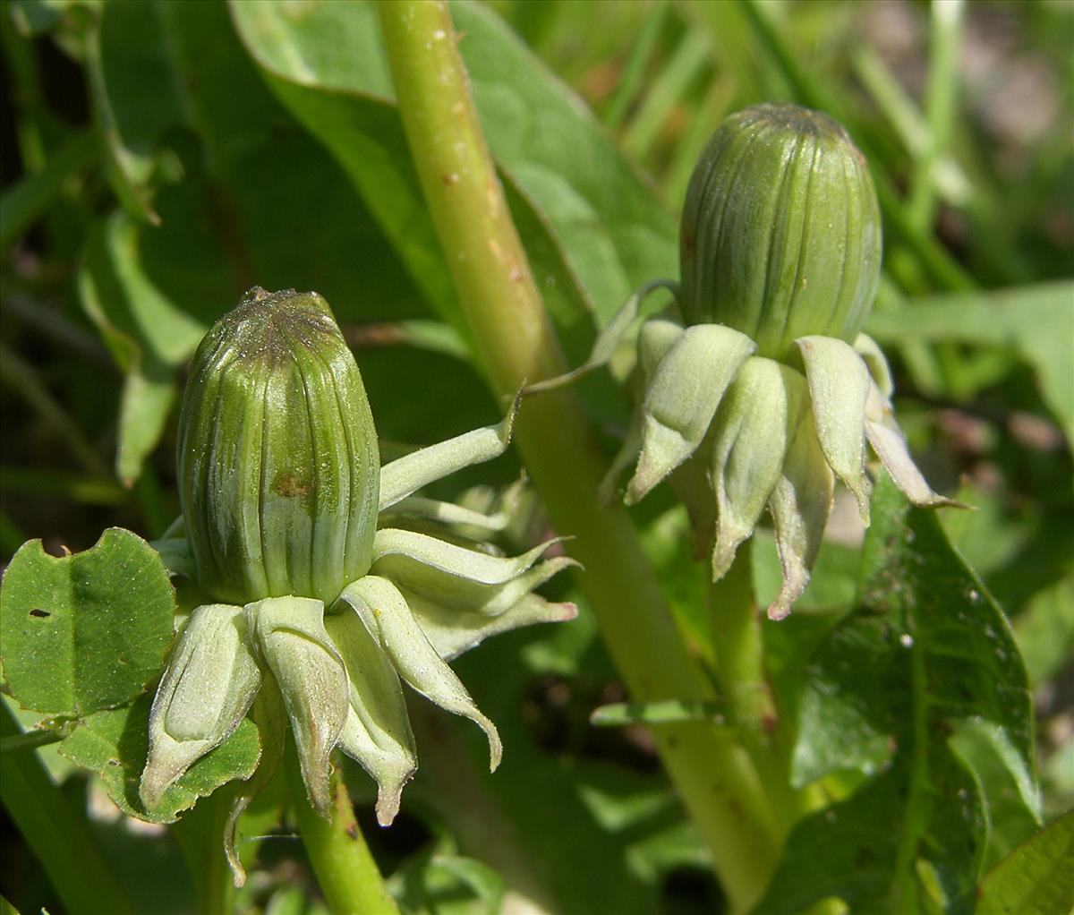 Taraxacum inarmatum (door Otto Zijlstra)
