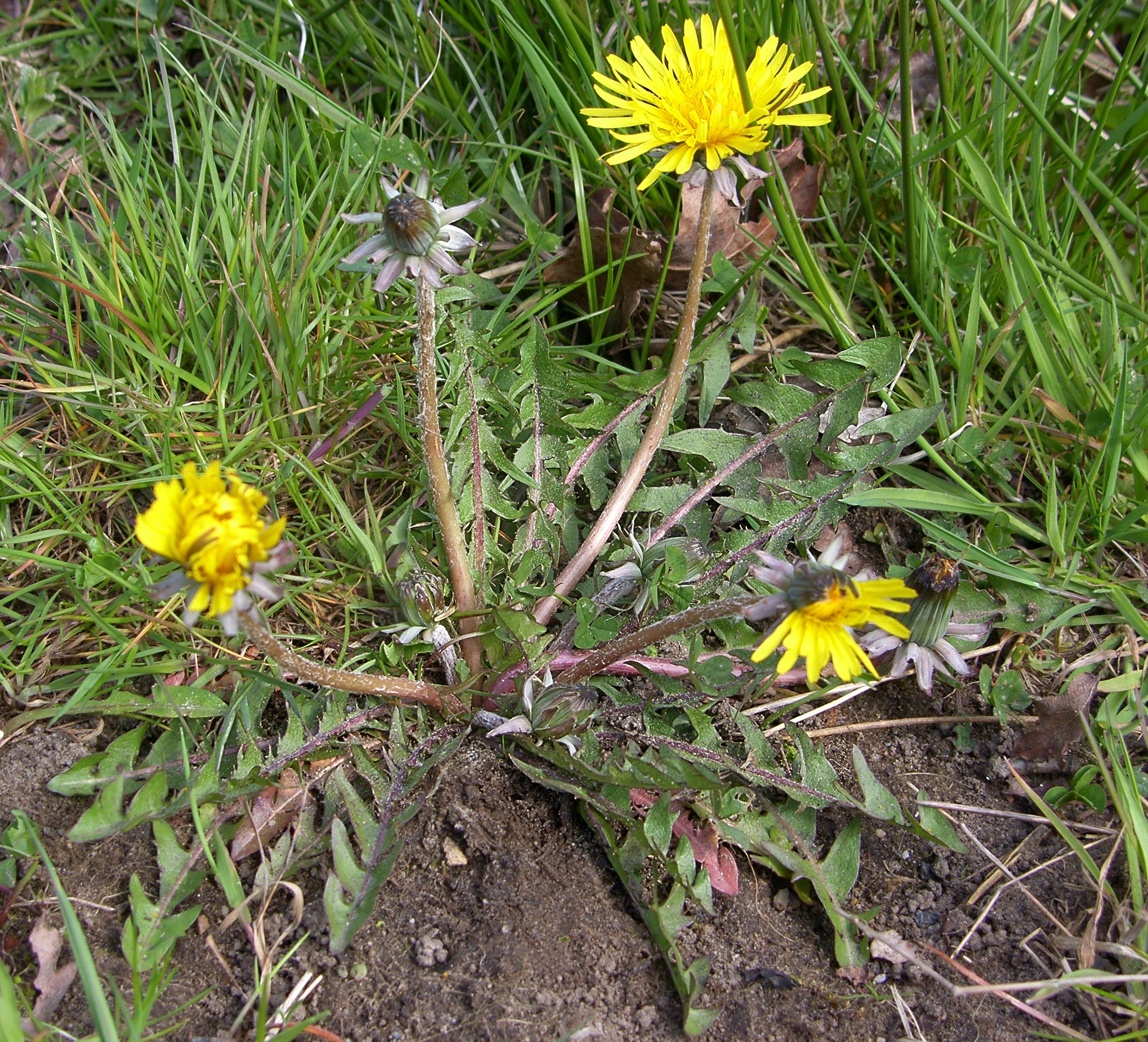 Taraxacum subericinum (door Otto Zijlstra)