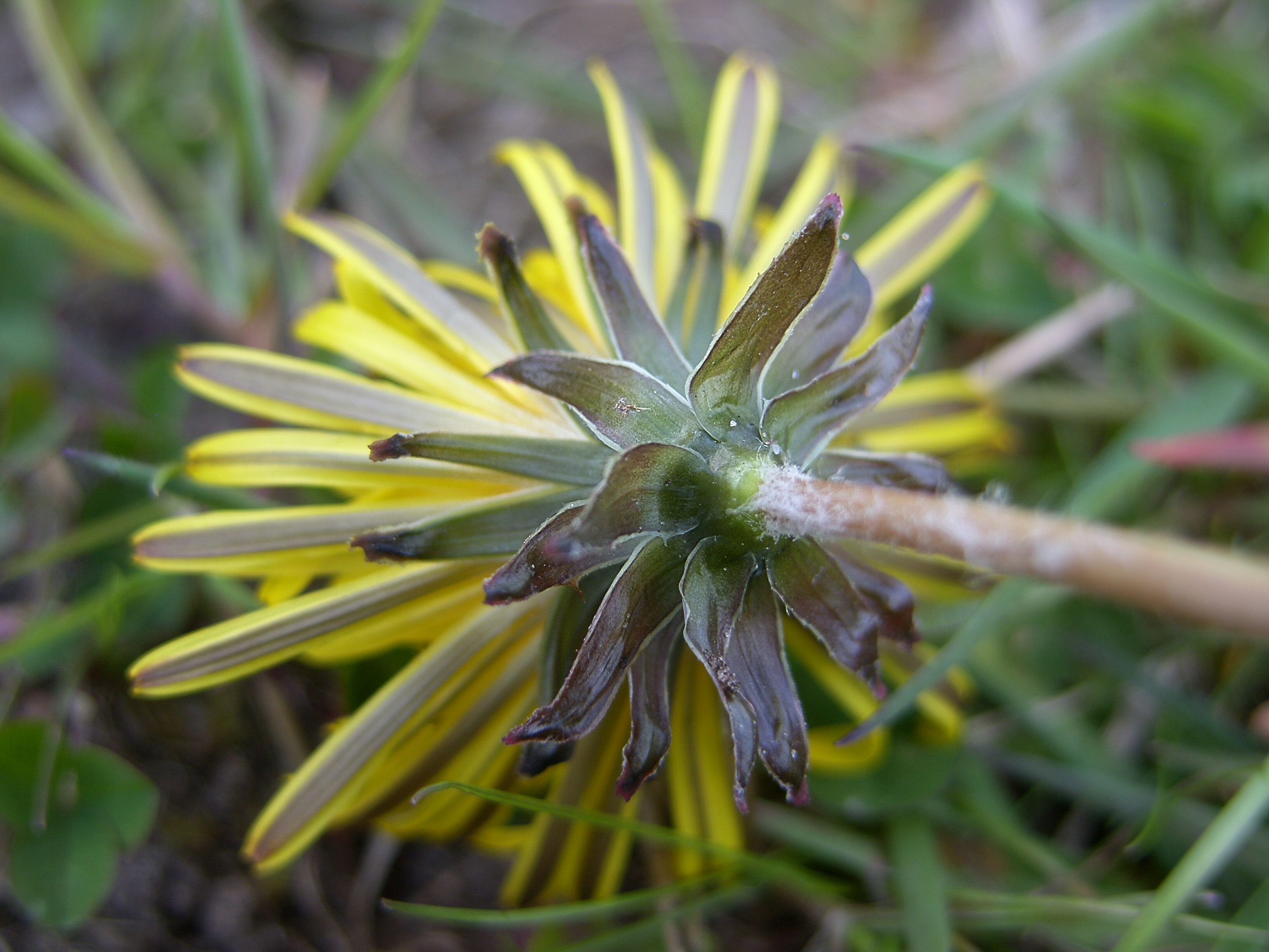 Taraxacum subericinum (door Otto Zijlstra)