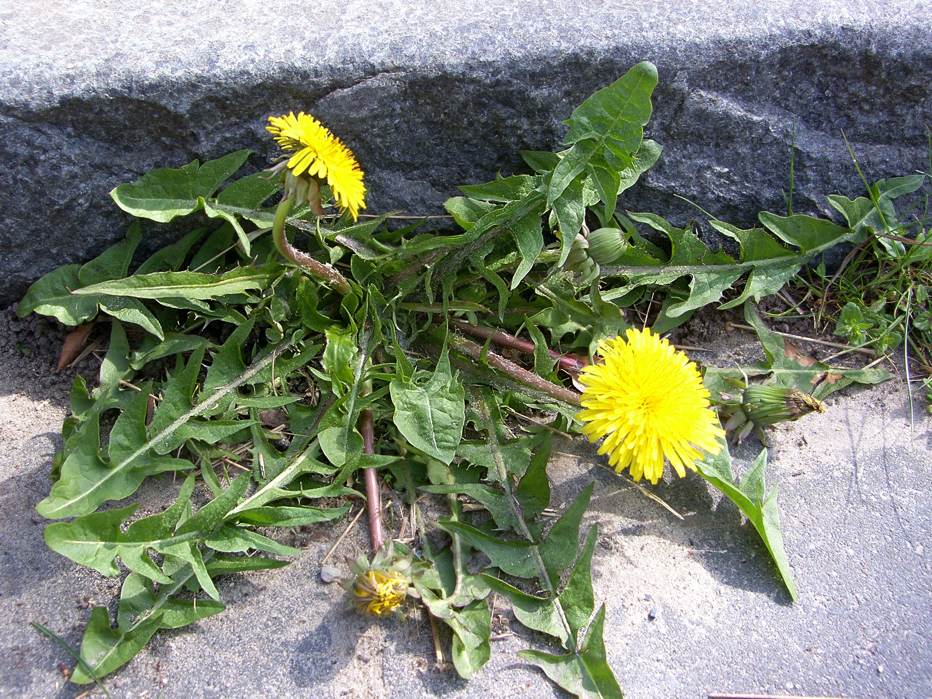 Taraxacum pallescens (door Otto Zijlstra)