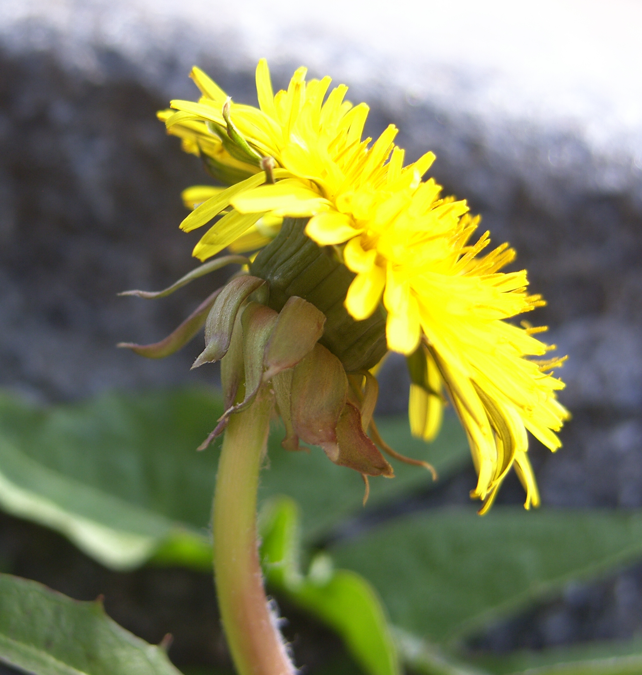 Taraxacum pallescens (door Otto Zijlstra)