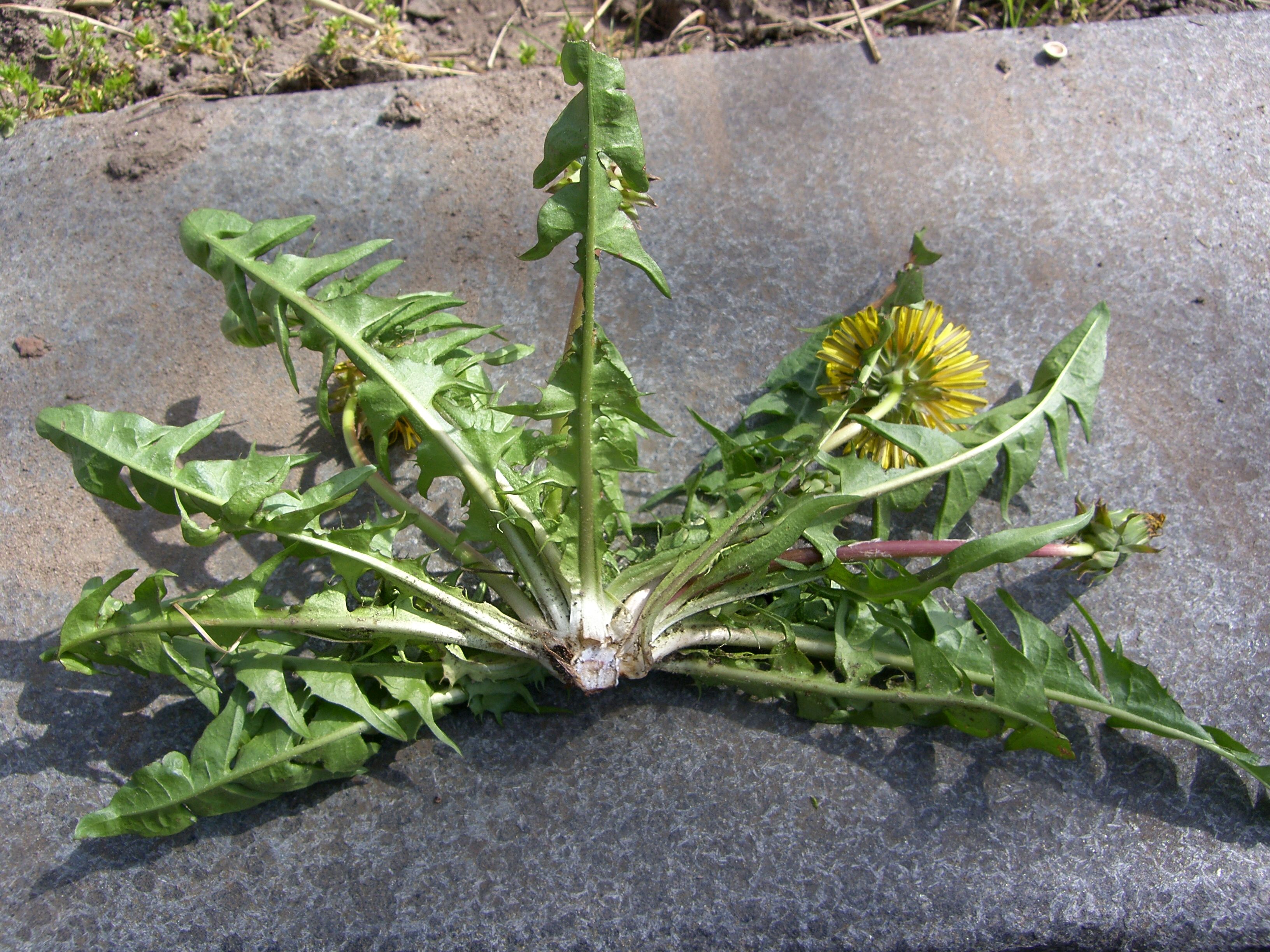 Taraxacum pallescens (door Otto Zijlstra)