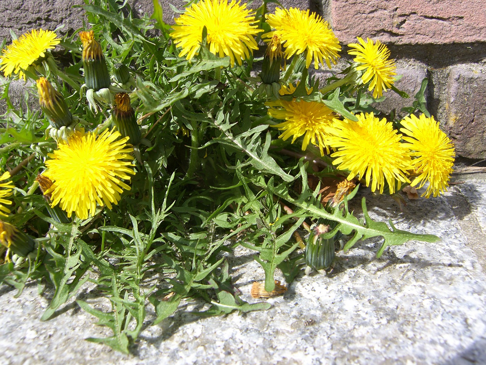 Taraxacum scanicum (door Otto Zijlstra)