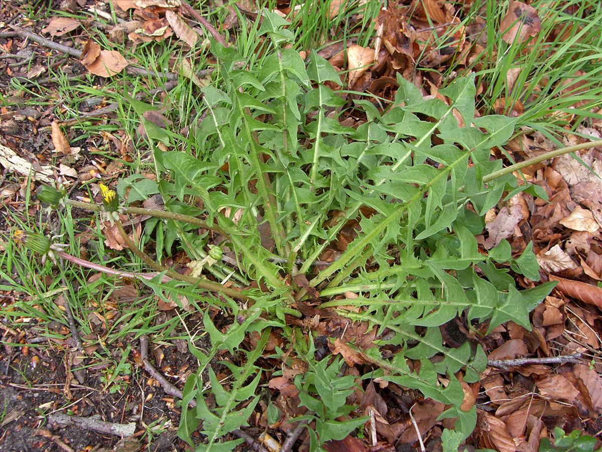 Taraxacum lunare (door Otto Zijlstra)