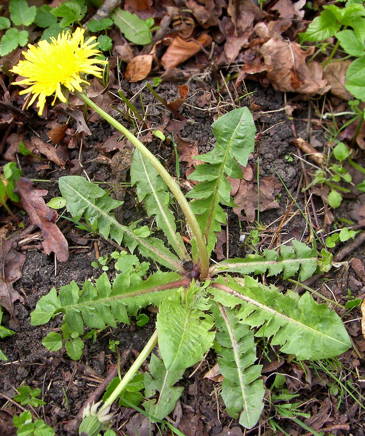 Taraxacum vastisectiforme (door Otto Zijlstra)