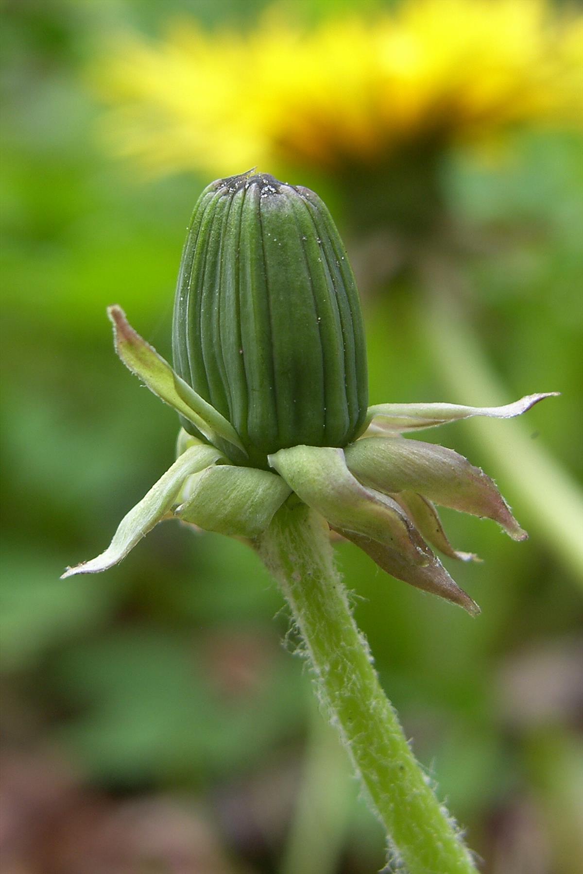 Taraxacum vastisectiforme (door Otto Zijlstra)