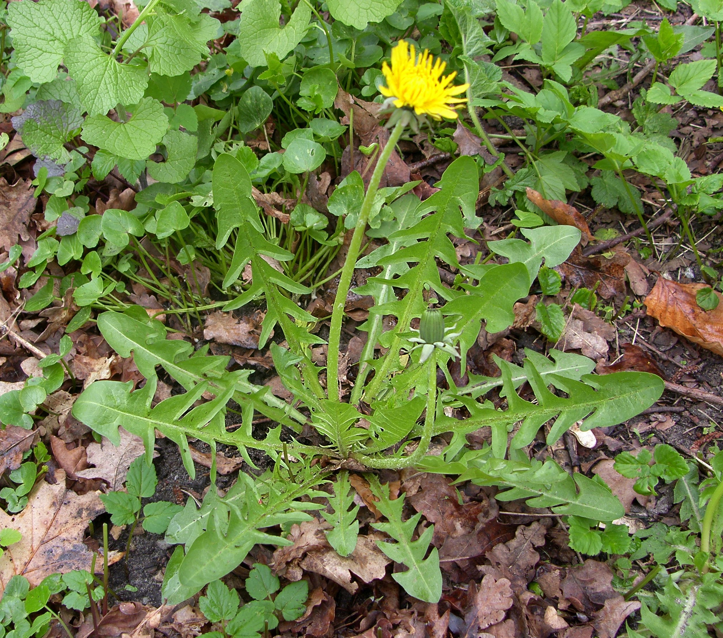 Taraxacum cordatum (door Otto Zijlstra)