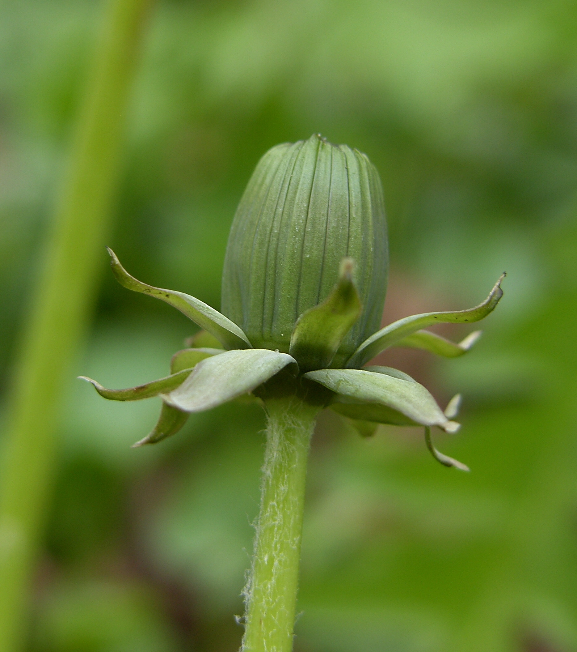 Taraxacum cordatum (door Otto Zijlstra)