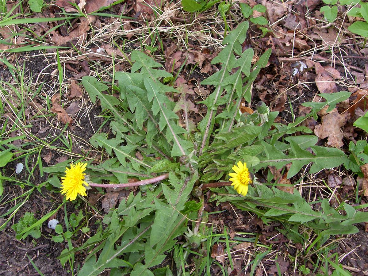Taraxacum margomitis (door Otto Zijlstra)