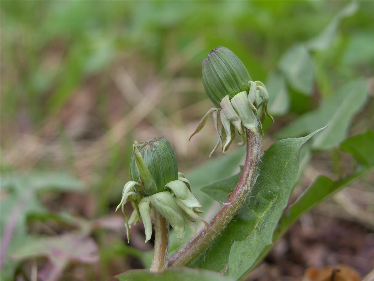 Taraxacum margomitis (door Otto Zijlstra)