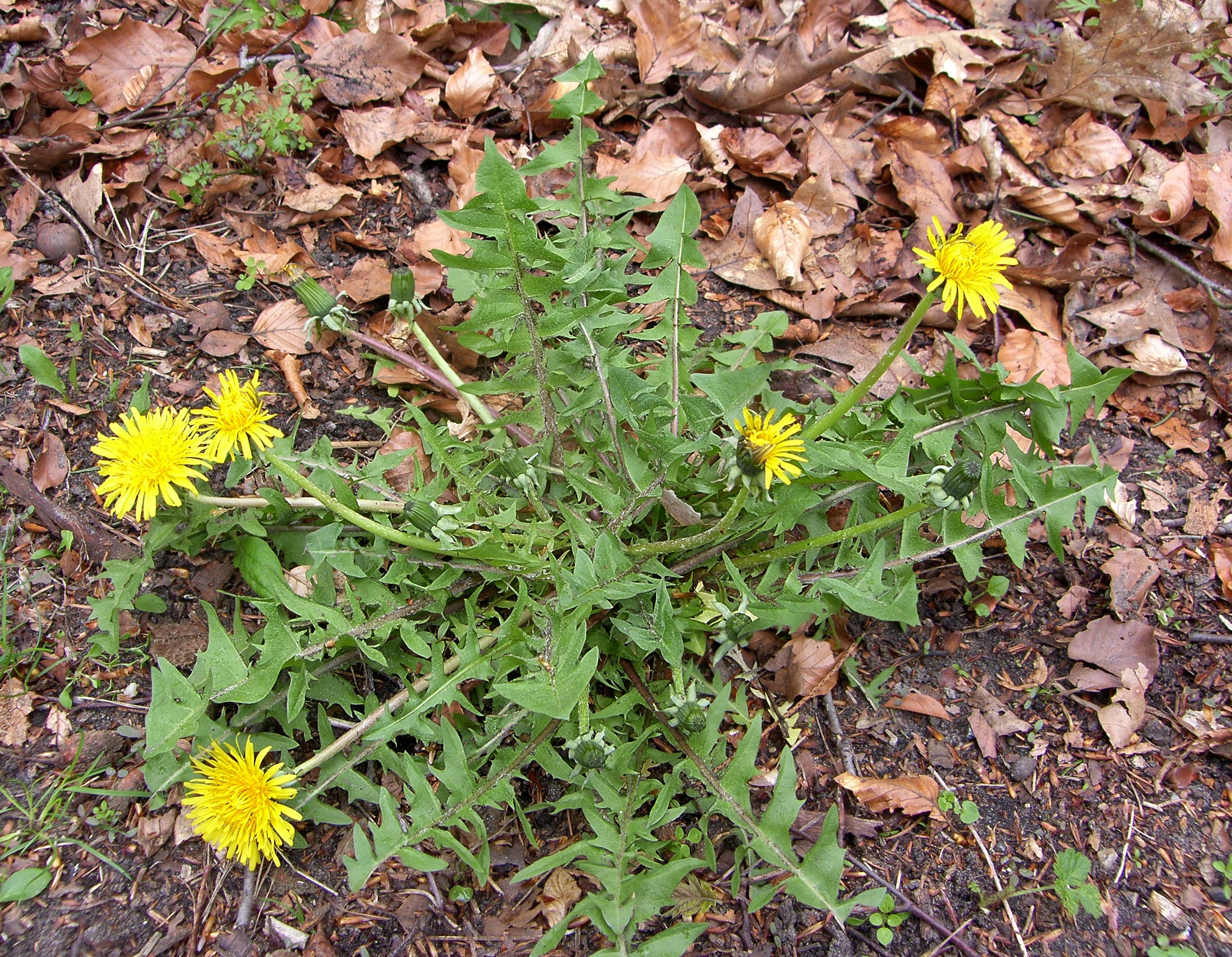 Taraxacum laciniosifrons (door Otto Zijlstra)