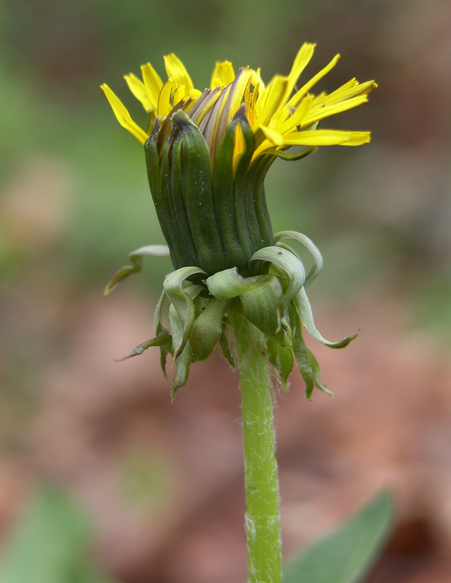 Taraxacum laciniosifrons (door Otto Zijlstra)