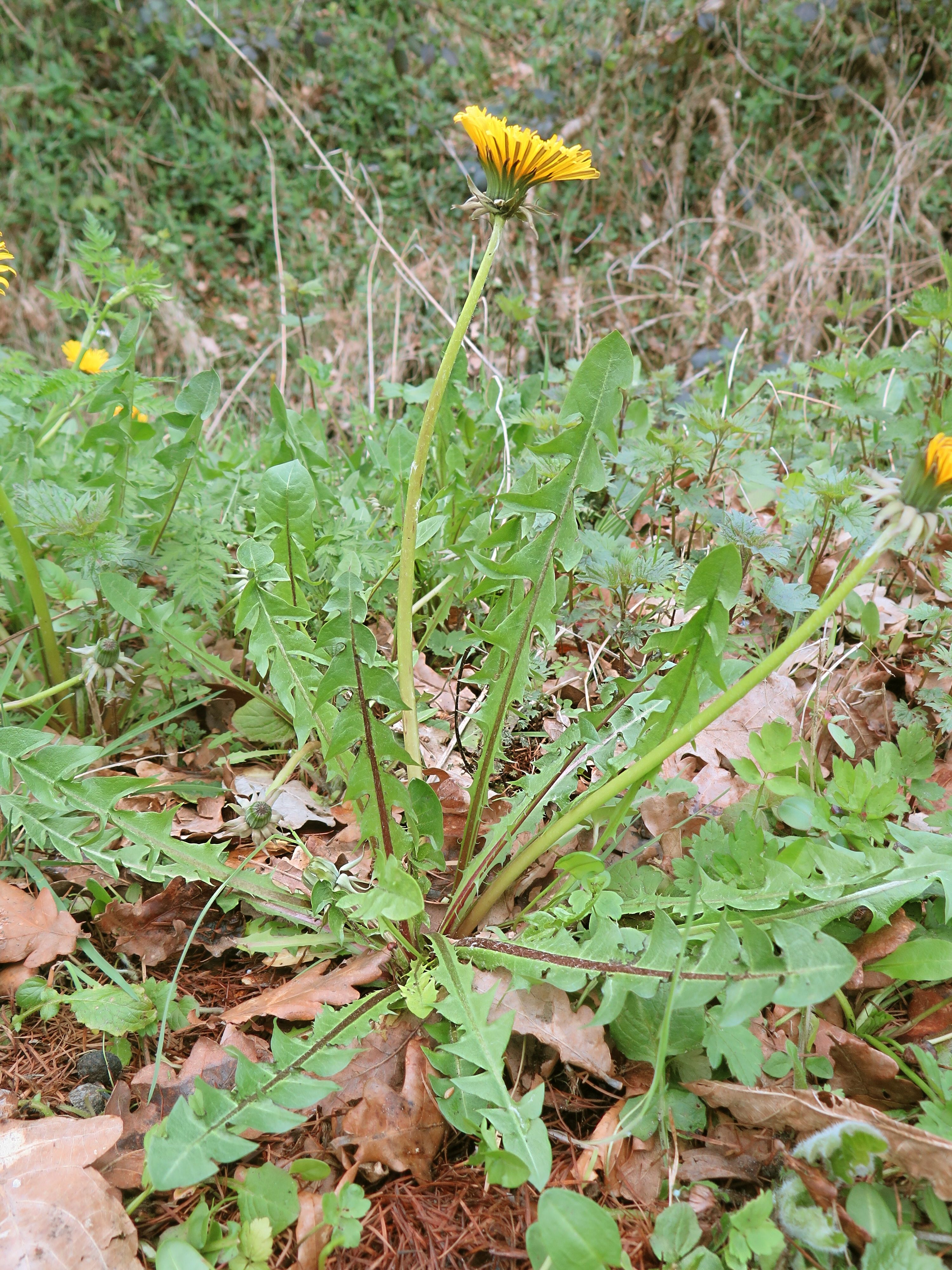 Taraxacum exsertiforme (door Otto Zijlstra)