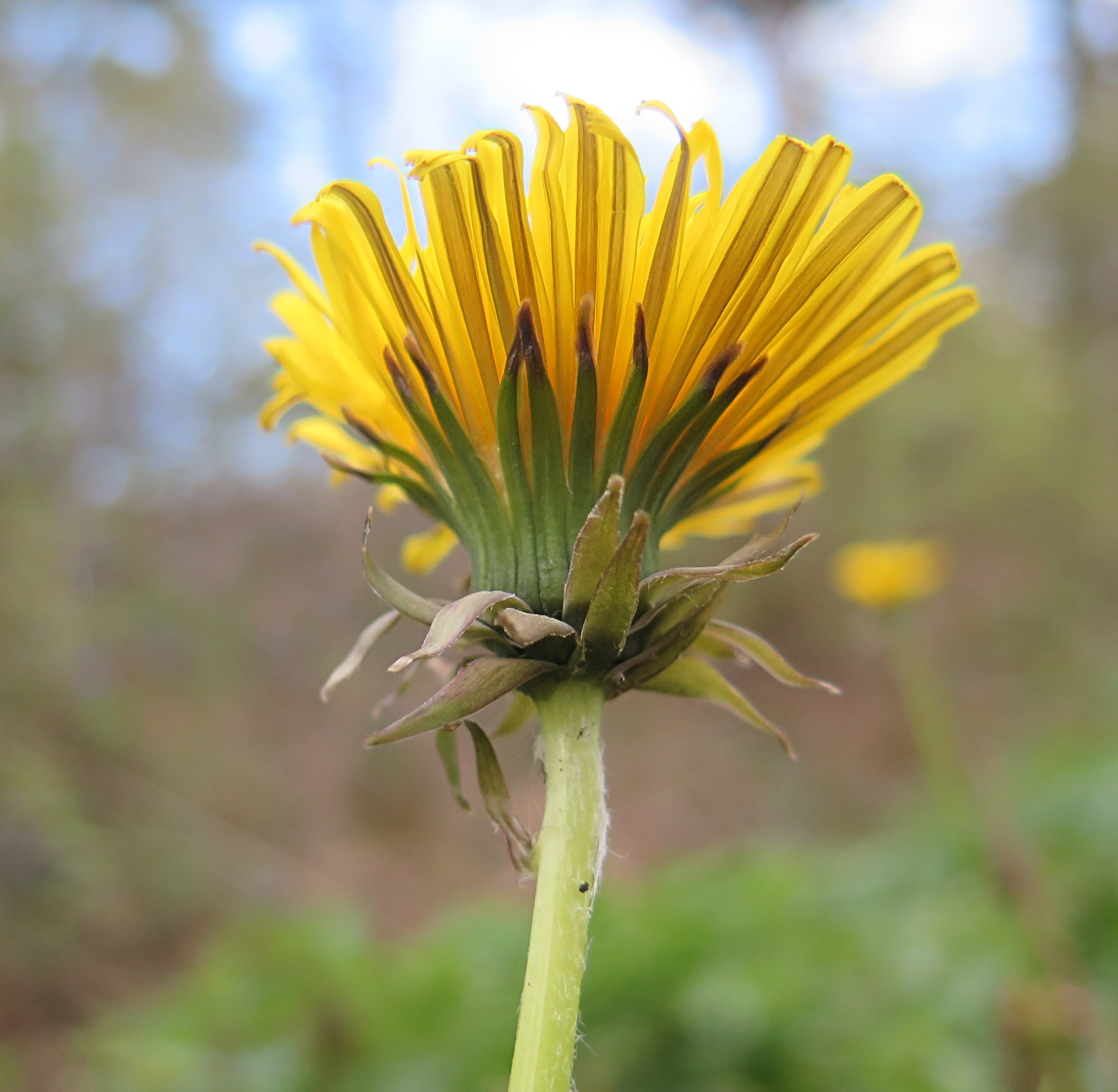 Taraxacum exsertiforme (door Otto Zijlstra)