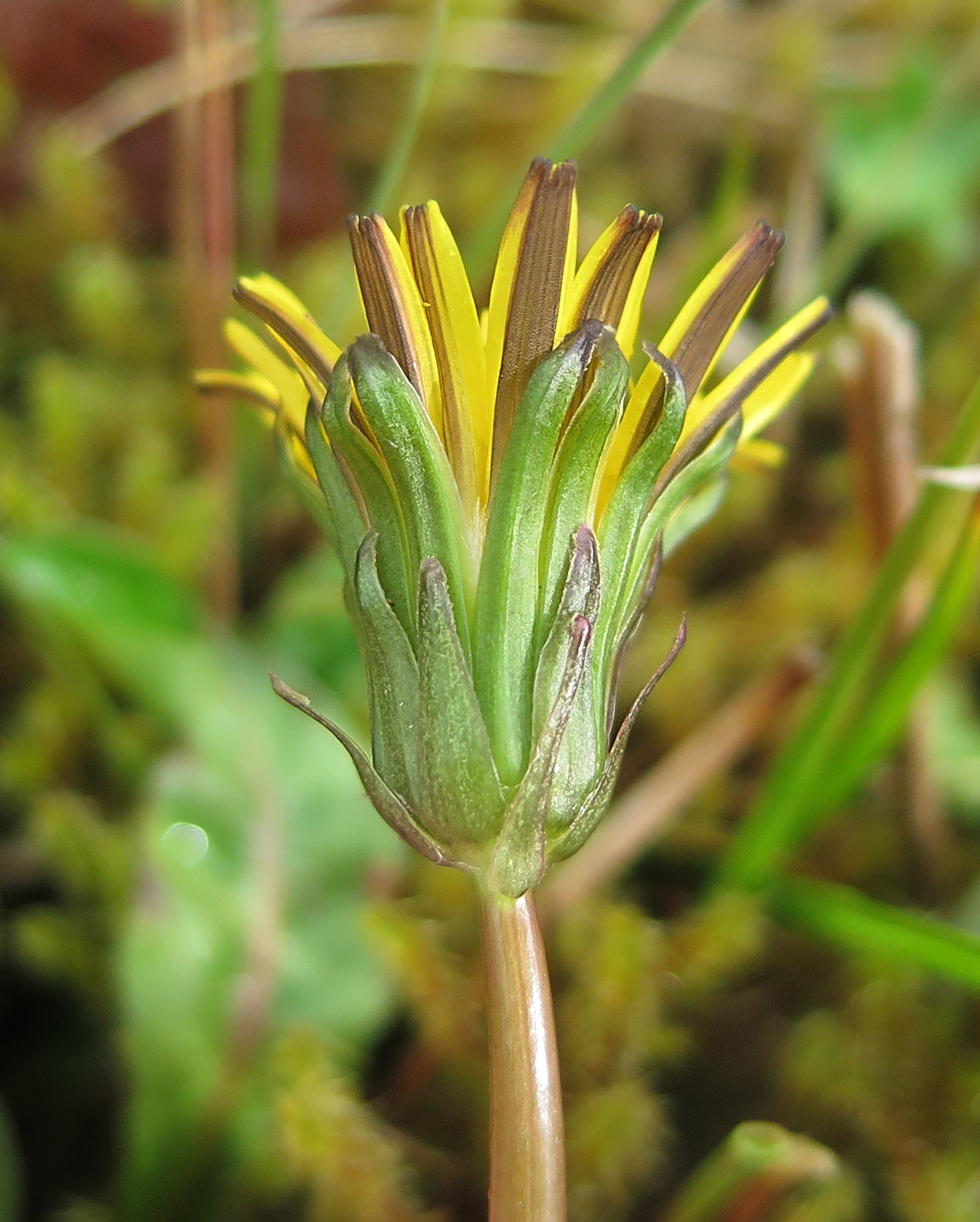 Taraxacum frugale (door Otto Zijlstra)