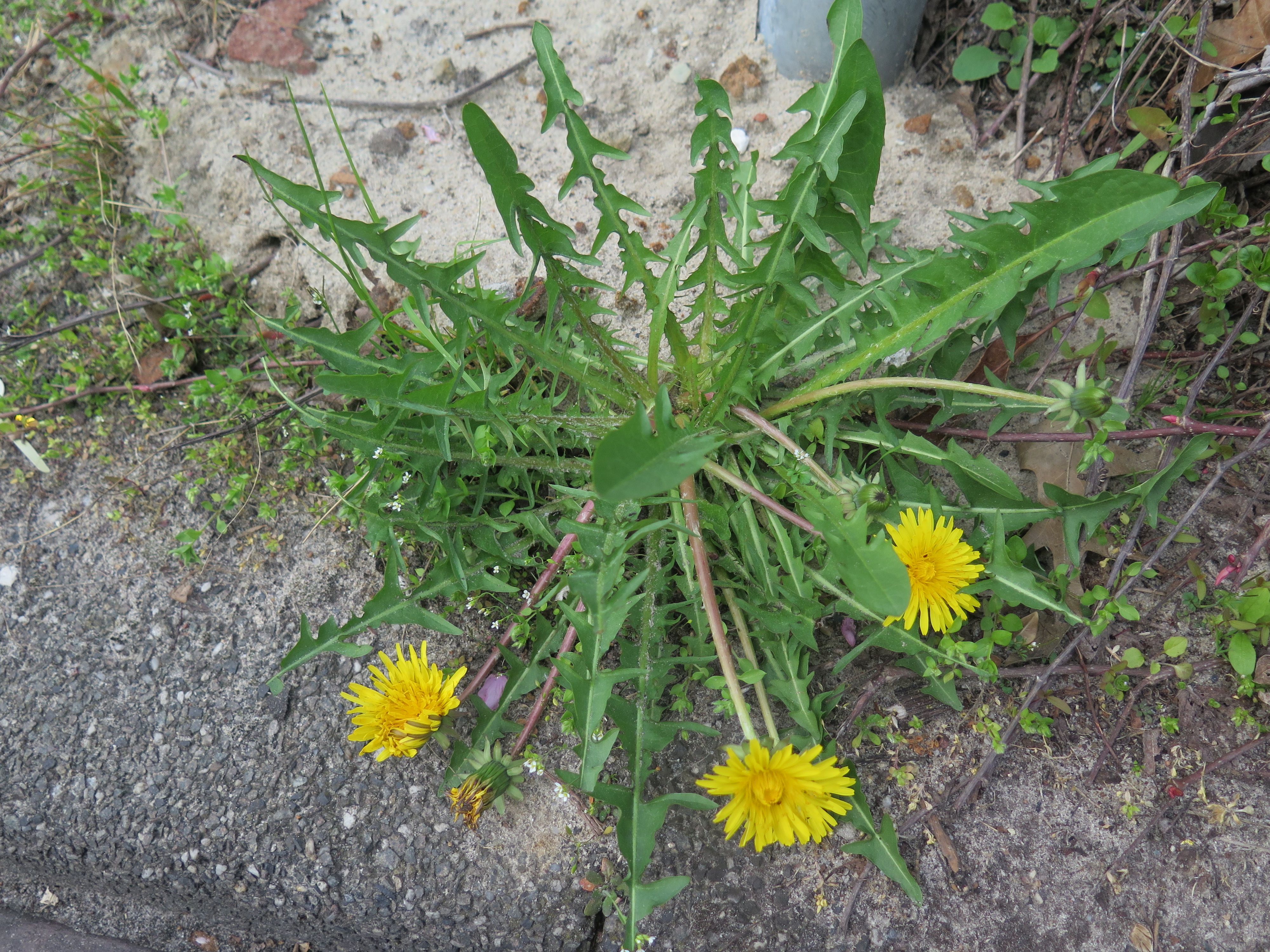 Taraxacum pannucium (door Otto Zijlstra)