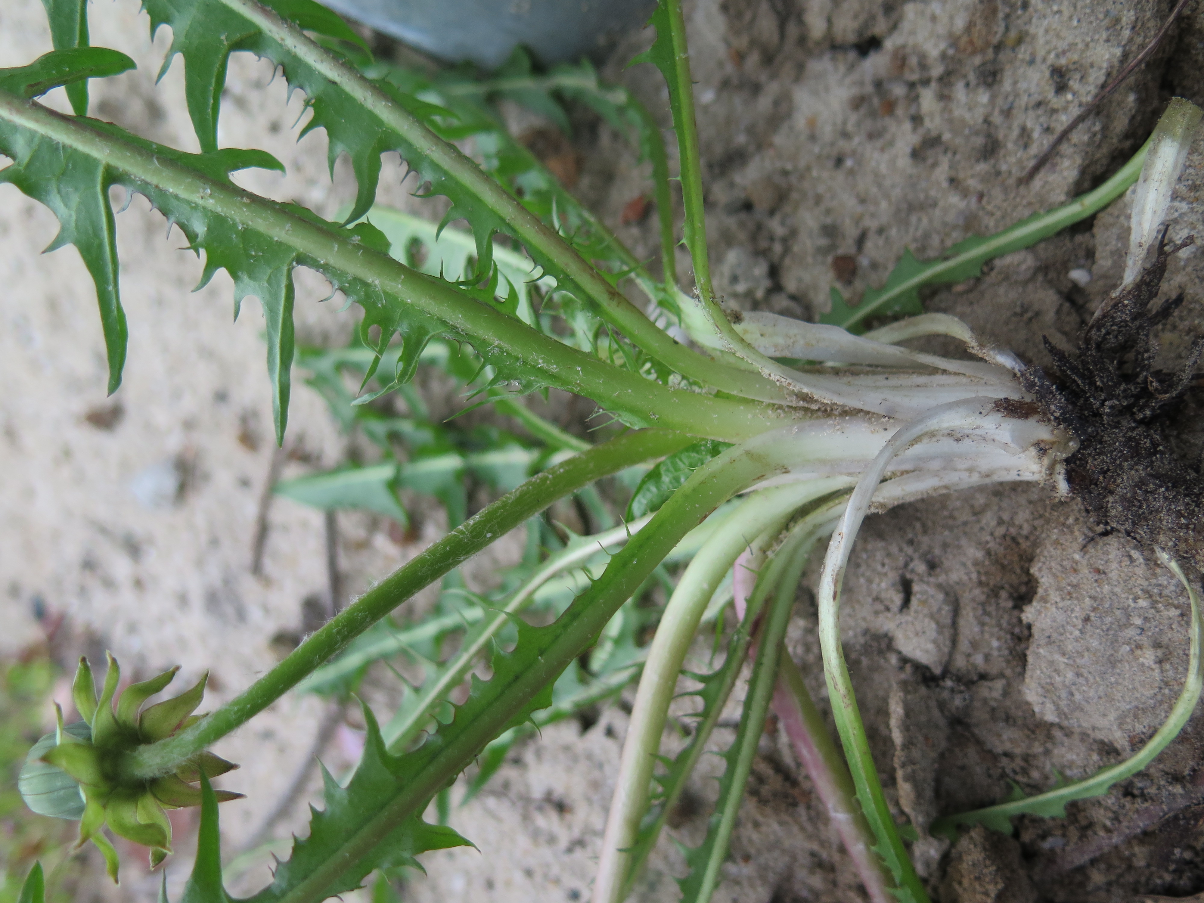 Taraxacum pannucium (door Otto Zijlstra)