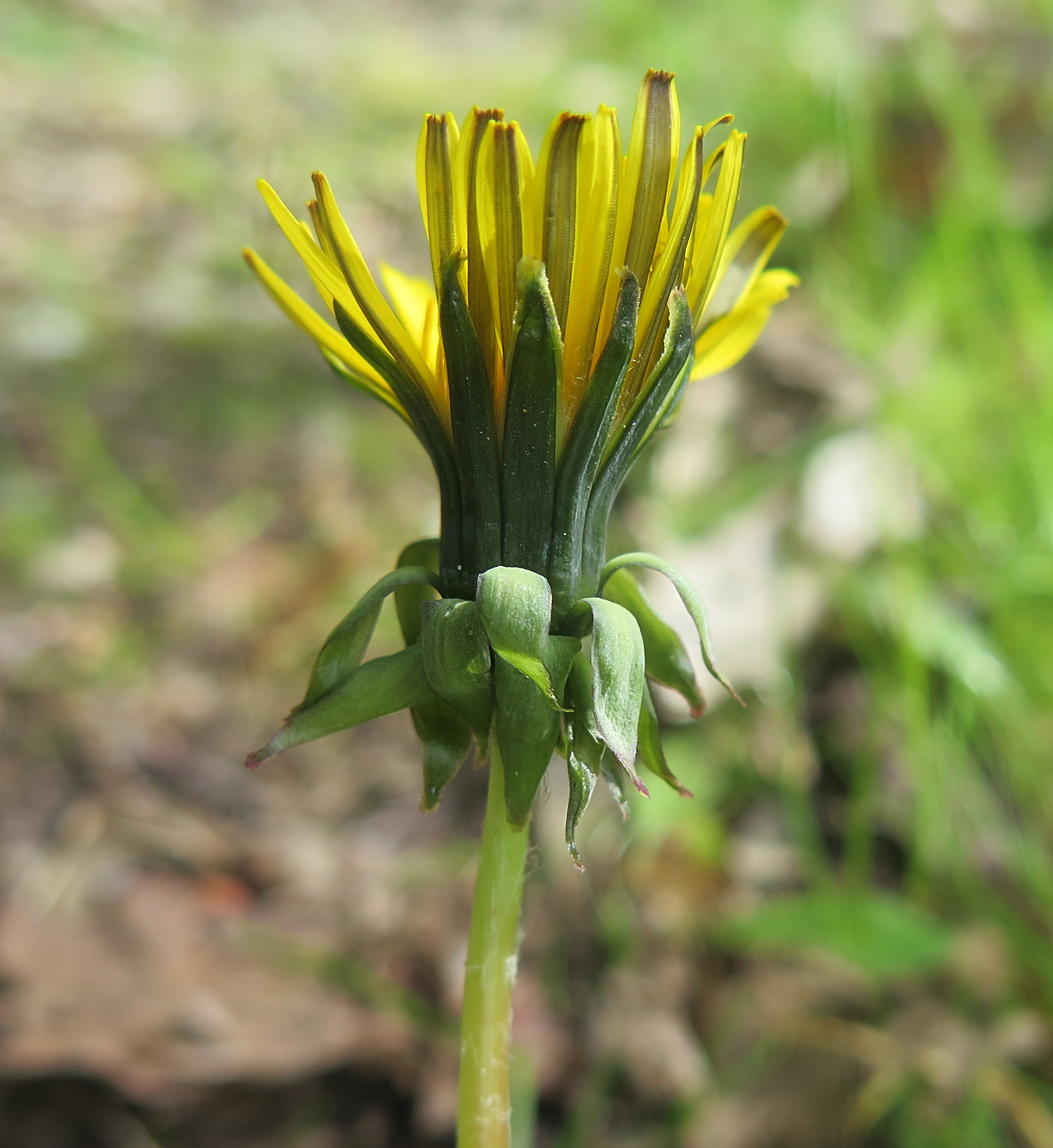 Taraxacum ekmanii (door Otto Zijlstra)