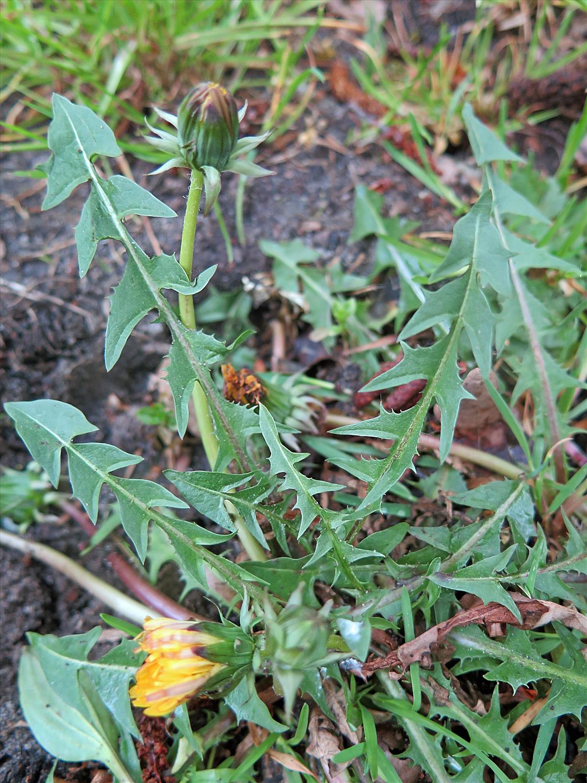 Taraxacum marklundii (door Otto Zijlstra)