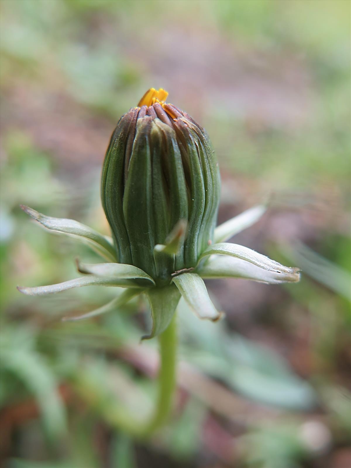 Taraxacum marklundii (door Otto Zijlstra)