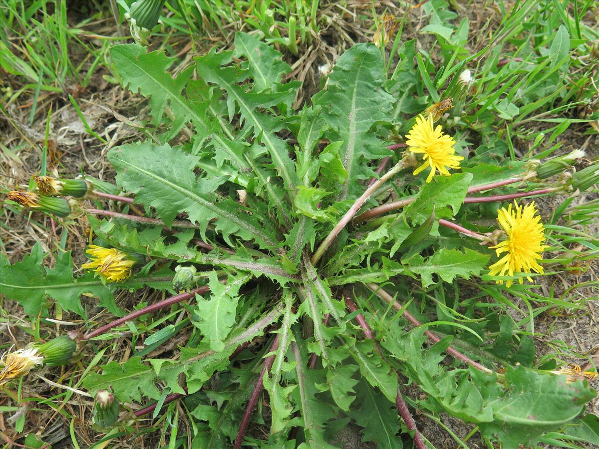 Taraxacum polyodon (door Otto Zijlstra)