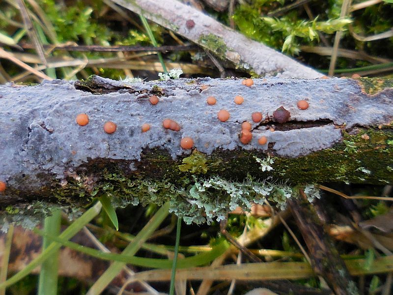 Tremella versicolor (door Marian Jagers)