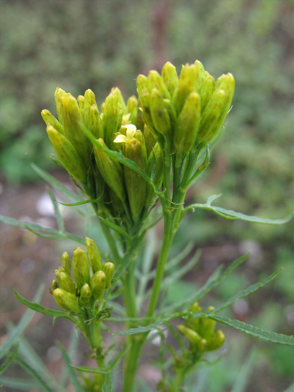 Tagetes minuta (door Rutger Barendse)